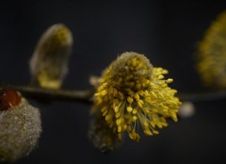Выходные в марте. Сколько украинцы будут отдыхать в первый весенний месяц