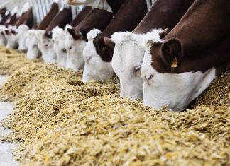 Комбикорм: виды и предназначение