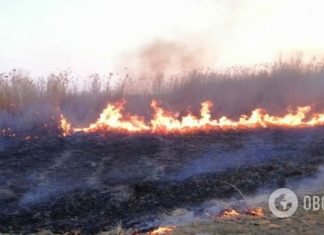 Под Черкассами загорелись плавни: фото и видео с места ЧП