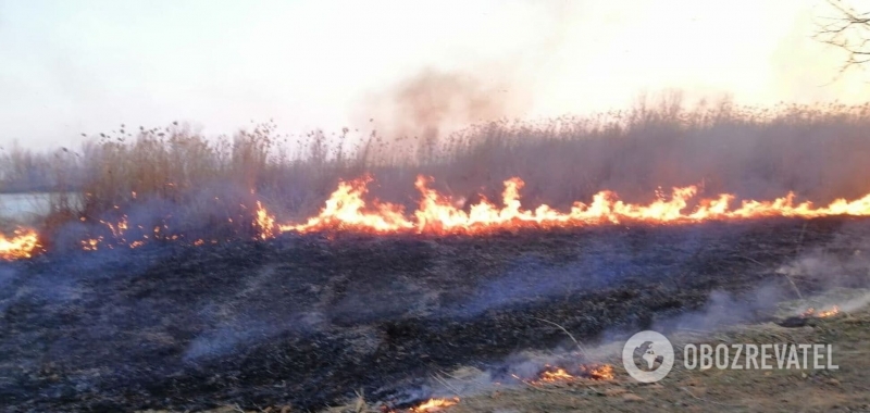 Под Черкассами загорелись плавни: фото и видео с места ЧП