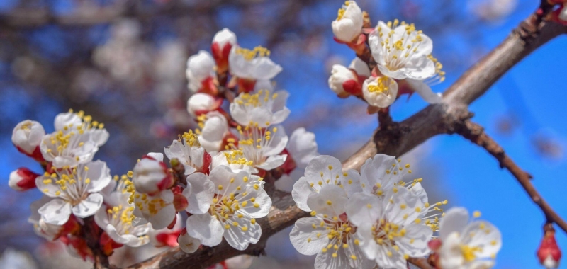 В Украину идет потепление: народный синоптик дал подробный прогноз на конец марта и начало апреля