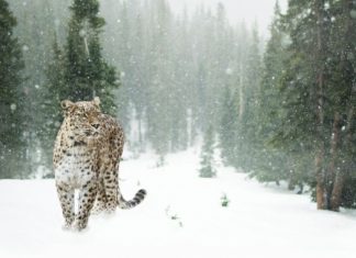 »Превратившийся в камень» снежный барс удивил пользователей сети. Фото