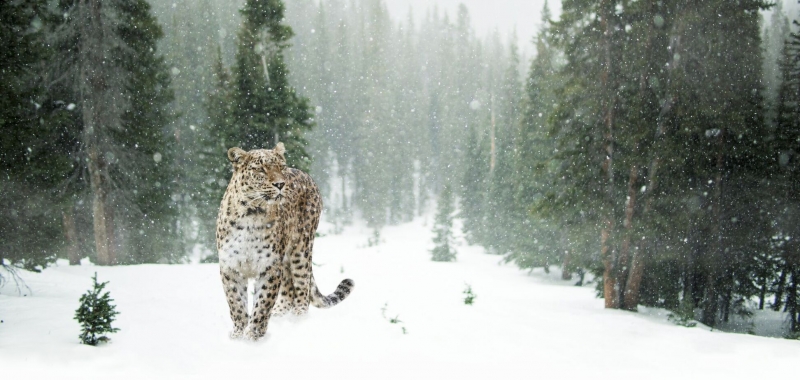 ''Превратившийся в камень'' снежный барс удивил пользователей сети. Фото