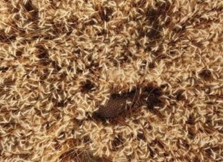 Сеть озадачила оптическая иллюзия с леопардом в пшеничном поле. Фото