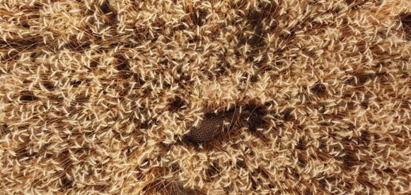 Сеть озадачила оптическая иллюзия с леопардом в пшеничном поле. Фото