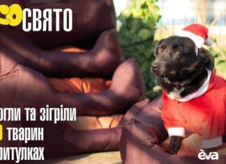 Новости компаний: Усы в тепле. Как EVA и Happy Paw помогают животным из приютов пережить зиму