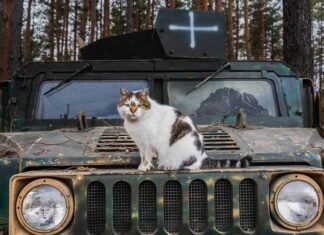 Статус члена семьи погибшего: юристы о порядке получения и кто имеет право в 2025 году