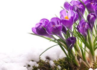 Мороз и снег. Синоптик сообщила, сколько еще в Украине продлится зимняя погода