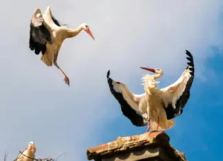 Лелека, чорногуз, бусел: какие еще слова используют украинцы
