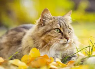 Завершение сезона. Жара на выходных и где снизится температура и пройдет дождь 1 сентября в Украине