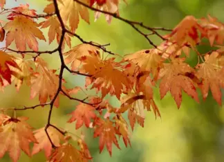 Осень в Европе. Ученые сделали прогноз погоды на новый сезон и сообщили, как на нее повлияет Эль-Ниньо