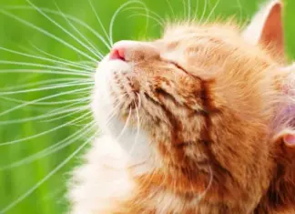 Гроза и более +30. Синоптик сообщил, где ожидается сильный дождь и в каких областях будет температура выше нормы