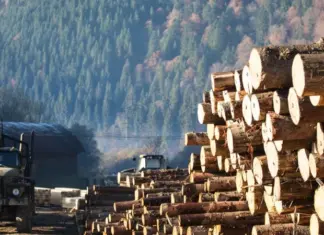 Правительство временно запретило экспорт необработанной древесины