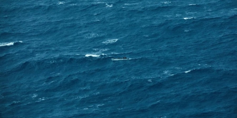 Более 900 дельфинов погибли в&nbsp;Черном море в&nbsp;результате войны