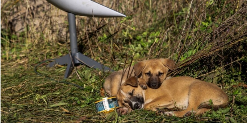 FT&nbsp;сообщило о&nbsp;перебоях в&nbsp;работе Starlink на&nbsp;передовой. Маск отреагировал