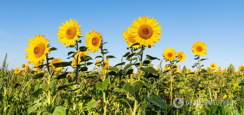 Каким будет лето-2021: синоптик предупредил о жаре, дождях и бурях