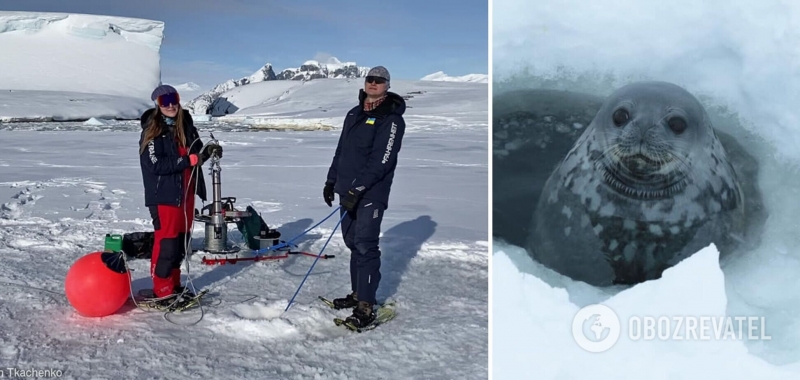 На станции ''Академик Вернадский'' записали уникальные ''песни'' тюленей: похожи на звуки бластеров из ''Звездных воин''