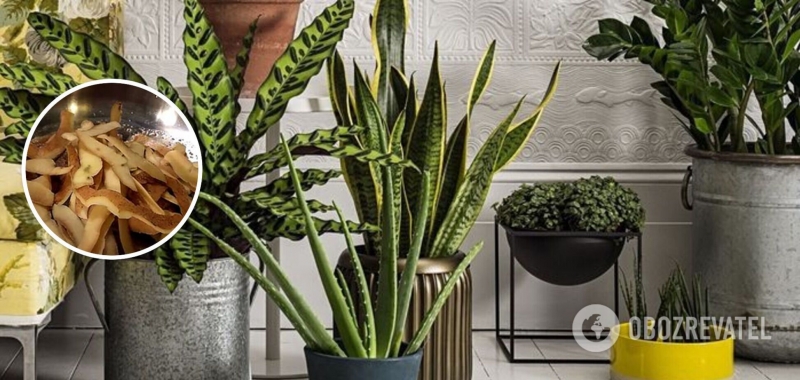 Не выбрасывайте! Какие пищевые отходы станут идеальным удобрением для растений