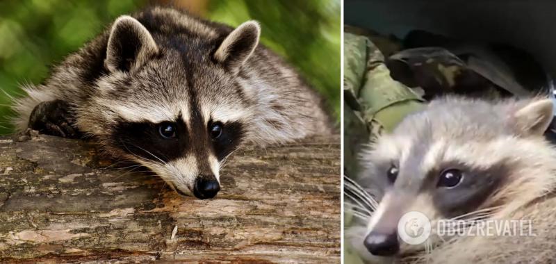 Оккупанты показали енота, украденного во время бегства из Херсона: говорят, что спасли зверюшке жизнь. Видео
