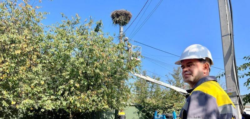 Осенью энергетики планируют установить более 70 защитных платформ для аистских гнезд на электроопорах