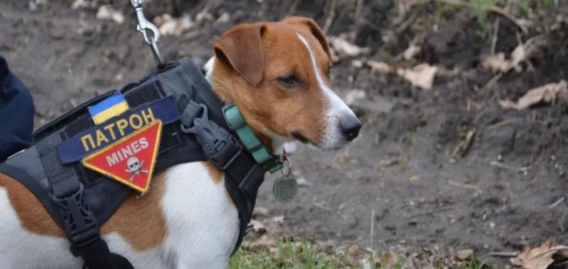 Пес Патрон официально стал директором департамента коммуникаций UAnimals: что будет входить в его ''обязанности''