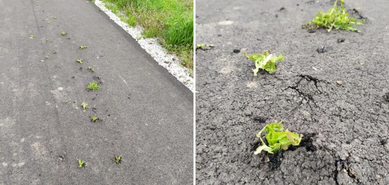 Под Никополем на новой асфальтированной дороге проросла трава. Фото