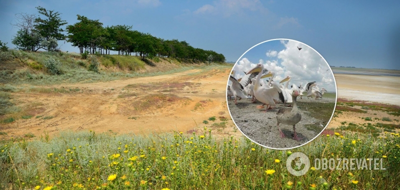 Под Одессой гусь прижился в компании пеликанов. Фото
