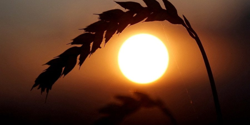 Россияне на ВОТ вывозят украинское зерно — ЦНС