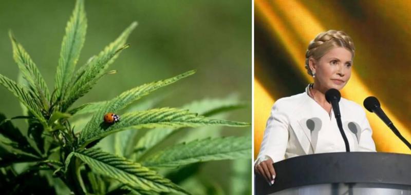 Тимошенко о легализации медицинского каннабиса: Украина будет засеяна наркотической марихуаной