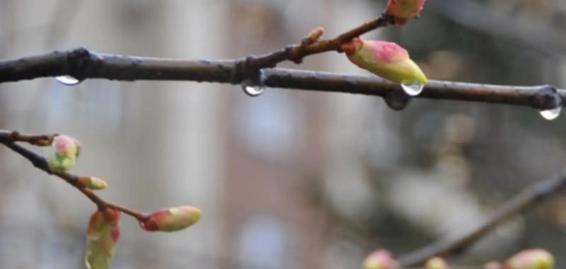 Украину ждет волна непогоды: синоптики сказали, какие области минуют грозы