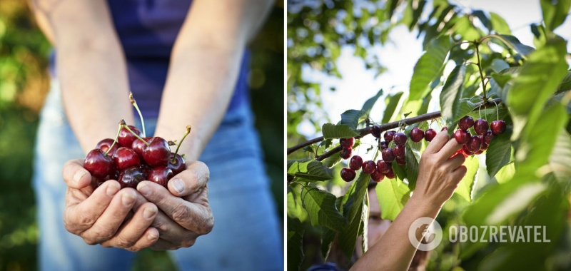 Употребление вишни может снизить риск развития рака: результаты исследования