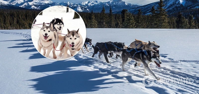 В Харькове женщина прокатилась в непогоду на санках, запряженных собаками. Видео