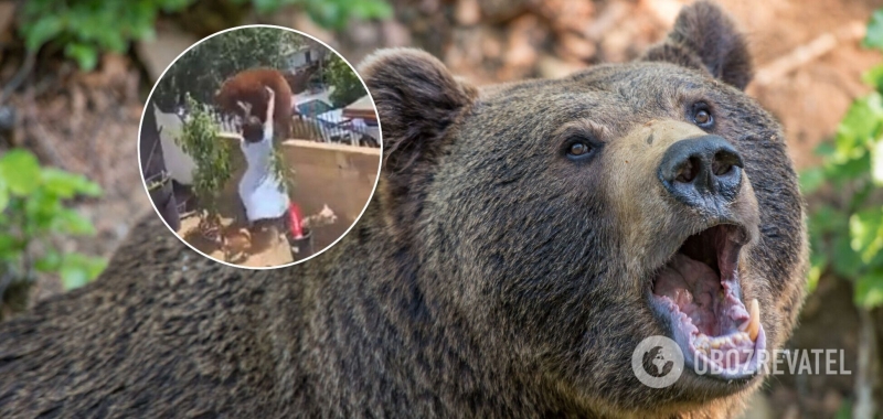 В США девушка подралась с медведем, спасая своих собак. Видео