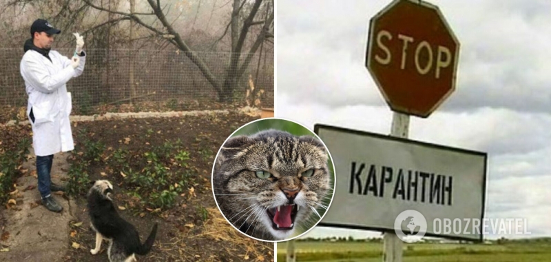 В Тернопольской области из-за нападения бешеной кошки закрыли на карантин целое село