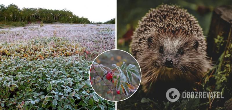 В Украину пришли первые заморозки: в Укргидрометцентре дали прогноз погоды на ближайшие дни