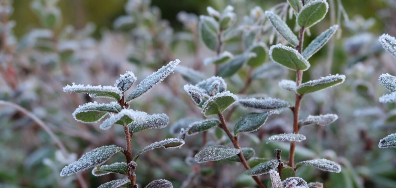 В Украину вернутся заморозки: появился новый прогноз погоды на вторник. Карта
