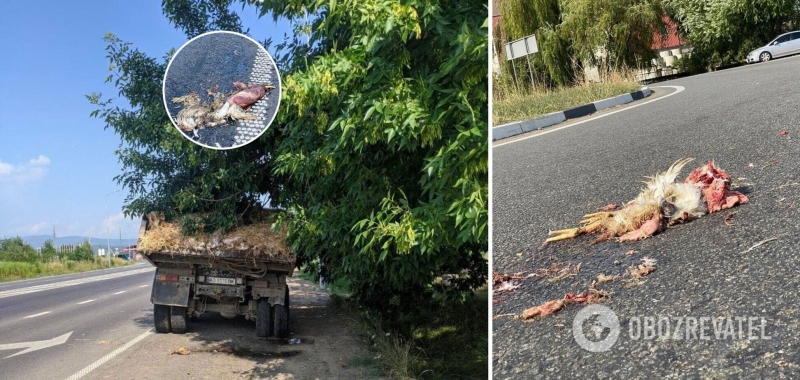 В Ужгороде из грузовика на дорогу высыпались тонны дохлых кур. Фото