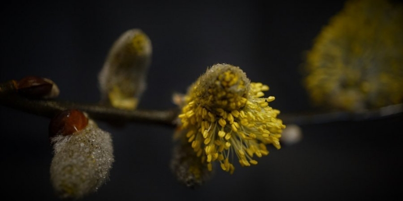 Выходные в марте. Сколько украинцы будут отдыхать в первый весенний месяц